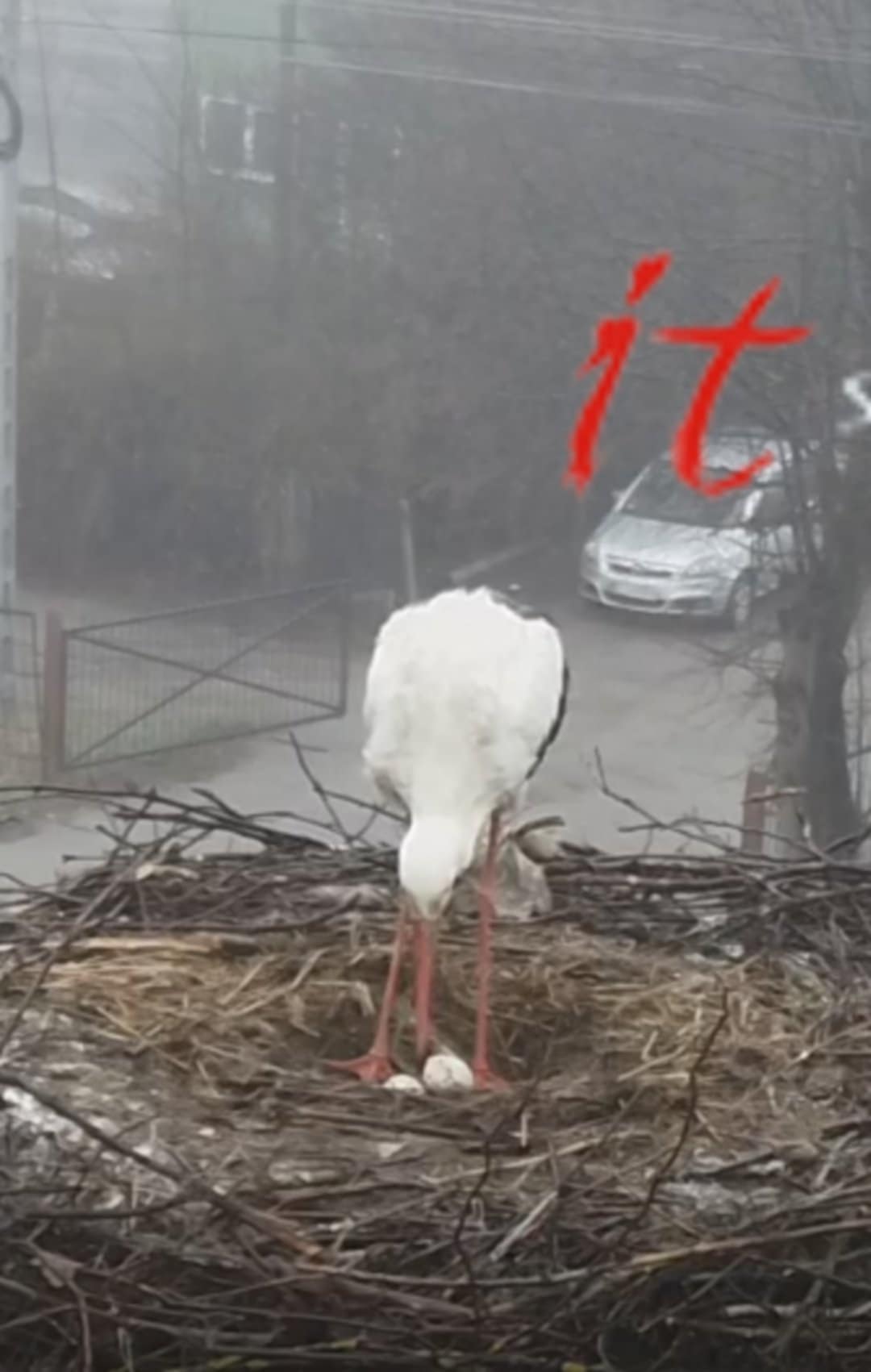 2 jajka.jpg